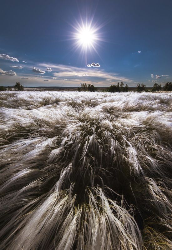 ковыль, степь, оренбуржье, свет, солнце, луч, сияние, ветер, направление Солнечный ветер фото превью
