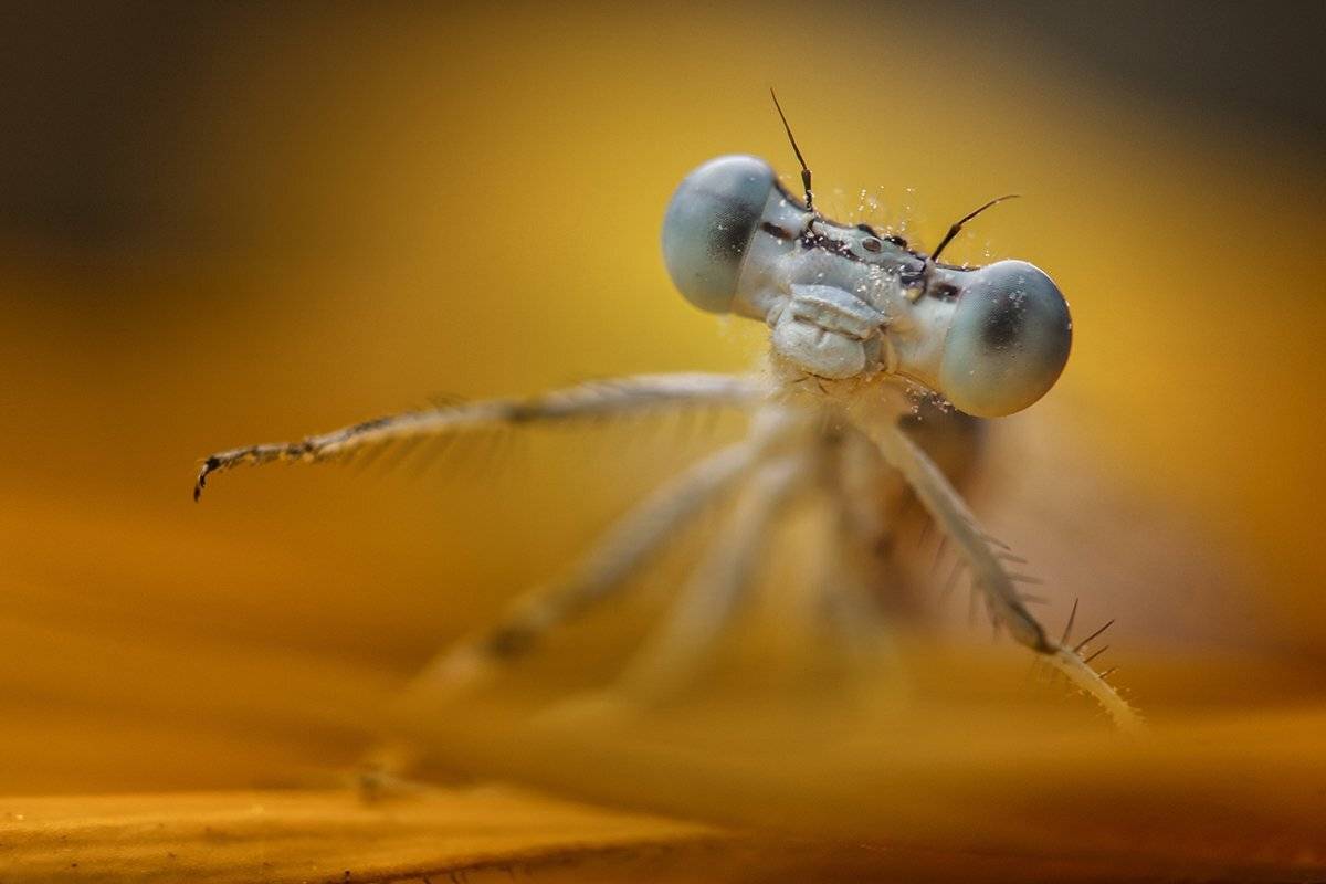 , Nicolae Fanurie Chirobocea