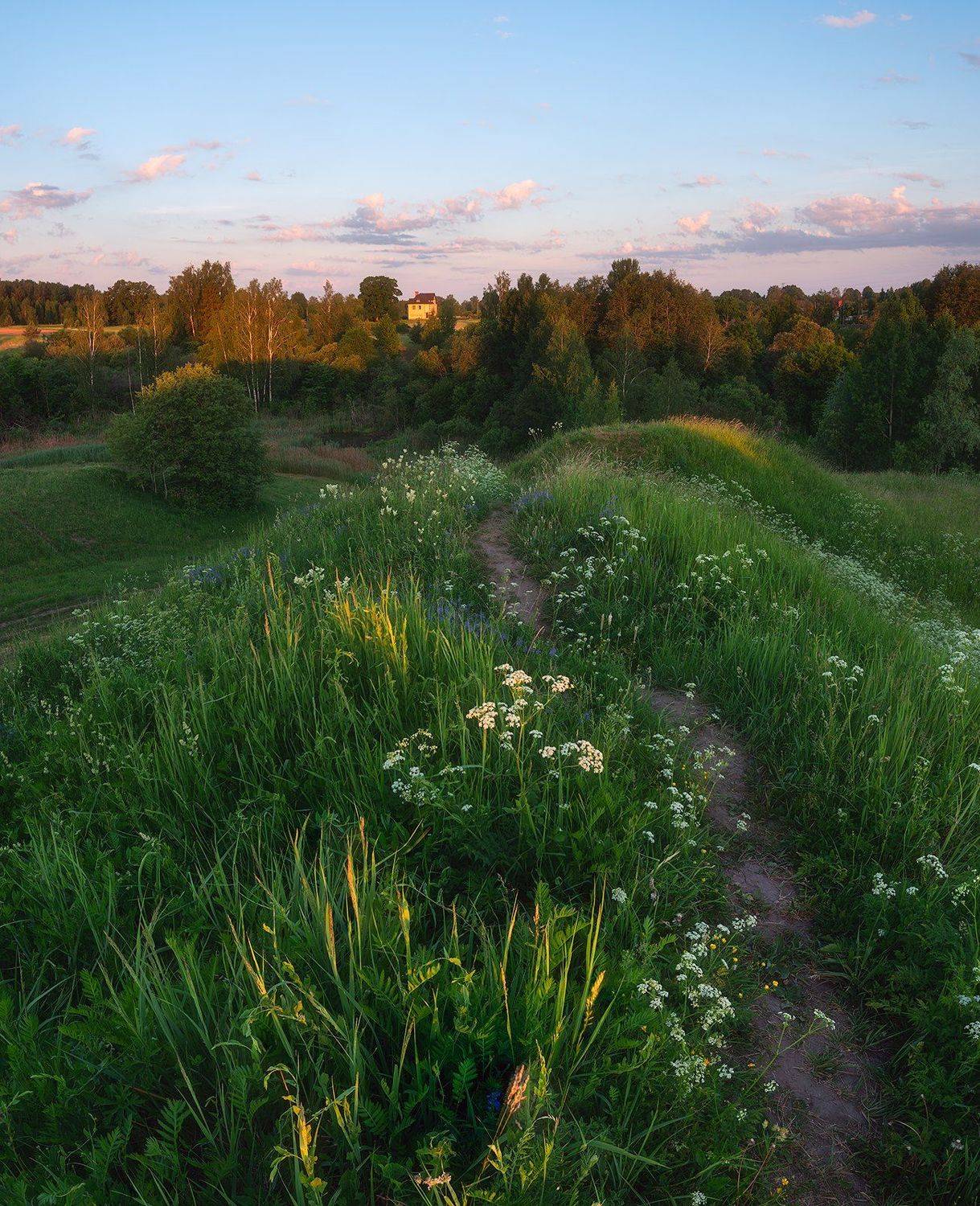пейзаж, поле, утро, лето, зелень, трава, рассвет, Алексей Мельситов