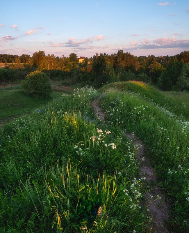 пейзаж, поле, утро, лето, зелень, трава, рассвет *** фото превью