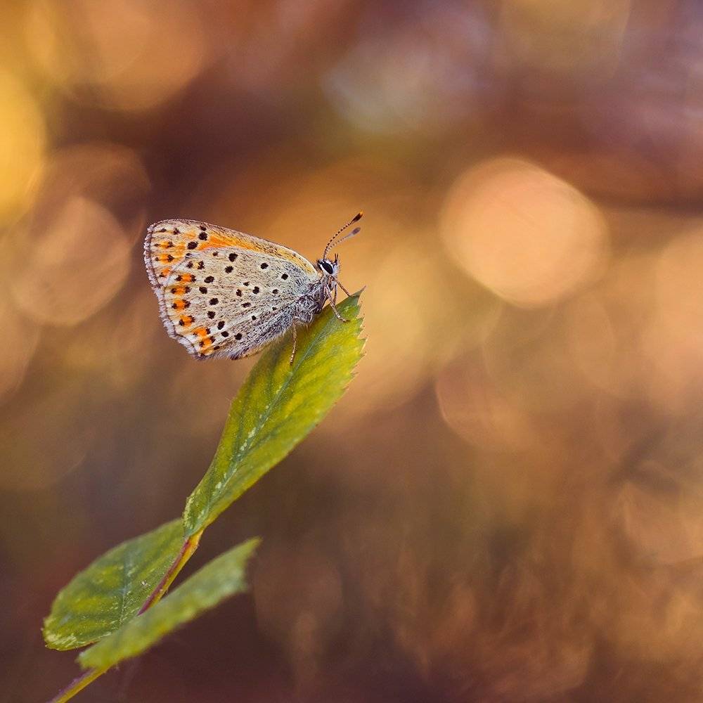 , Pawel Plucinski