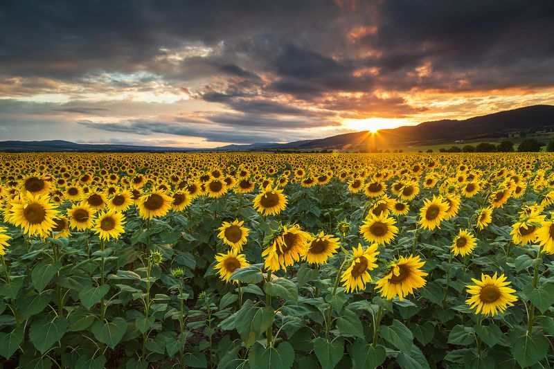bulgaria, burgas, landscape, nature, outdoor, sky, spring, summer, sun, sunlight, sunflower, sun rays, sunflower field, sunlight, sunrise, sunset, yellow Sun rays between the clouds over the sunflowers field фото превью