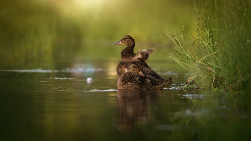 Детский мир фото превью