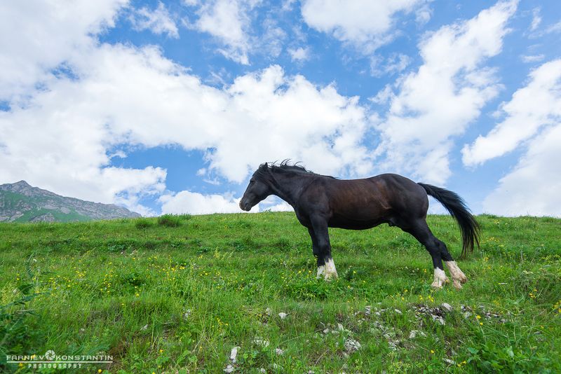 northern ossetia, horses, ossetia, russia, wild horses, Wild horses of Mountain Saniba фото превью