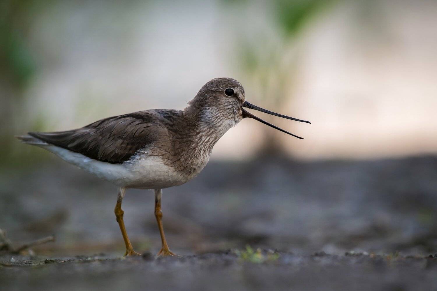 птицы,природа,весна, Андрей Киселёв