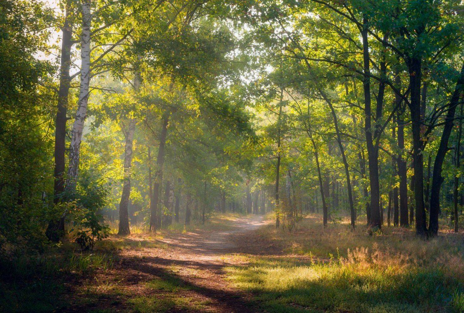лес, утро, дубы, сентябрь, Галанзовская Оксана