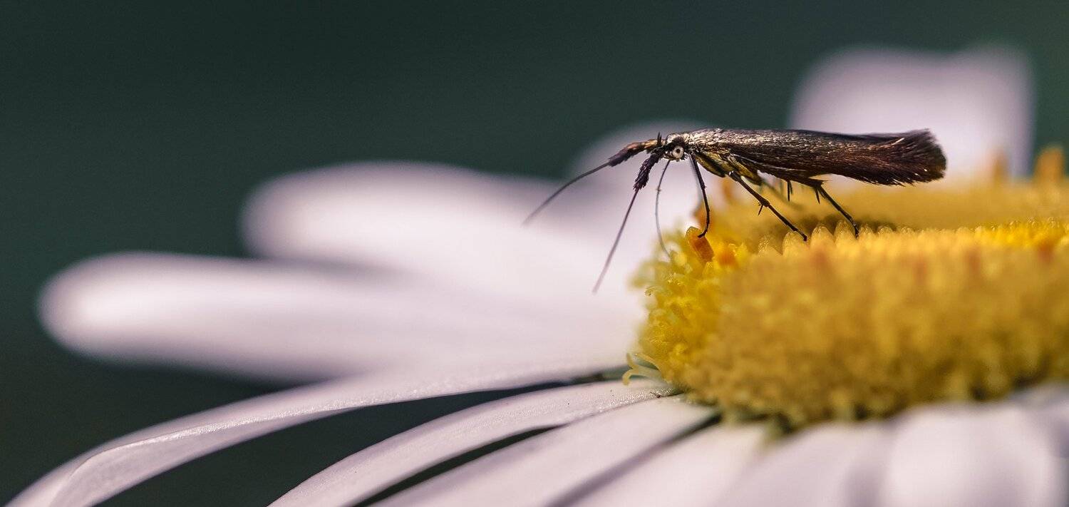 природа, макро, цветок, ромашка,  бабочка, Неля Рачкова