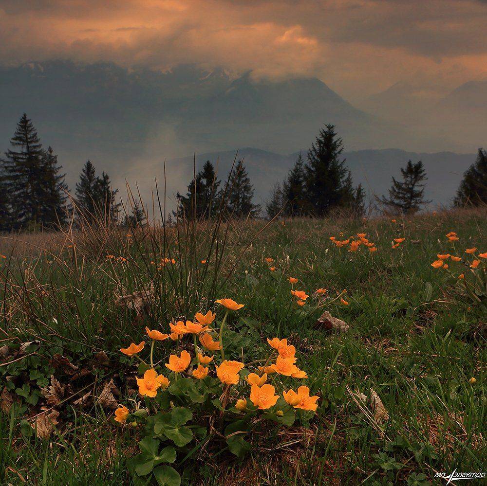 swiss, Матвеев Николай