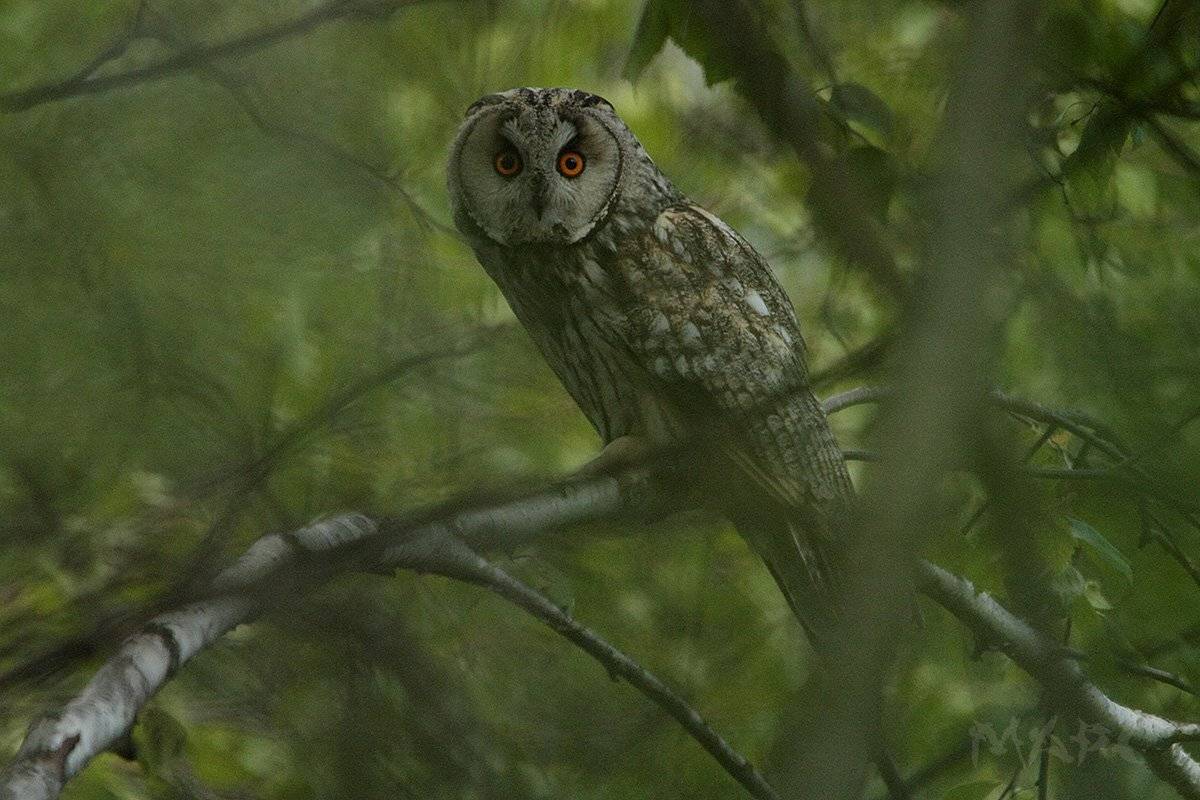 животные птицы лето птица ушастая сова, Шангареев Марс