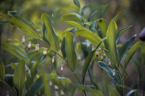 Pro Купену …