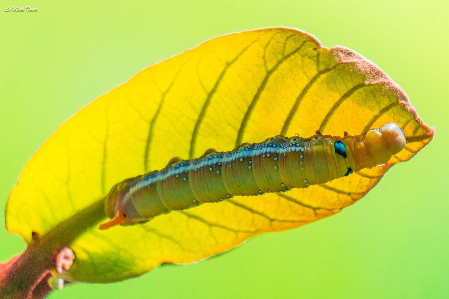 Worm, L&ecirc; Minh Tuấn