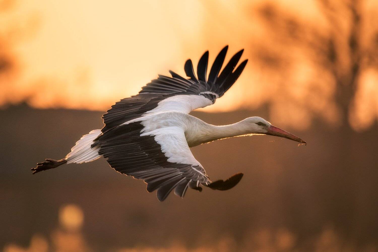 , Bartłomiej Kończak