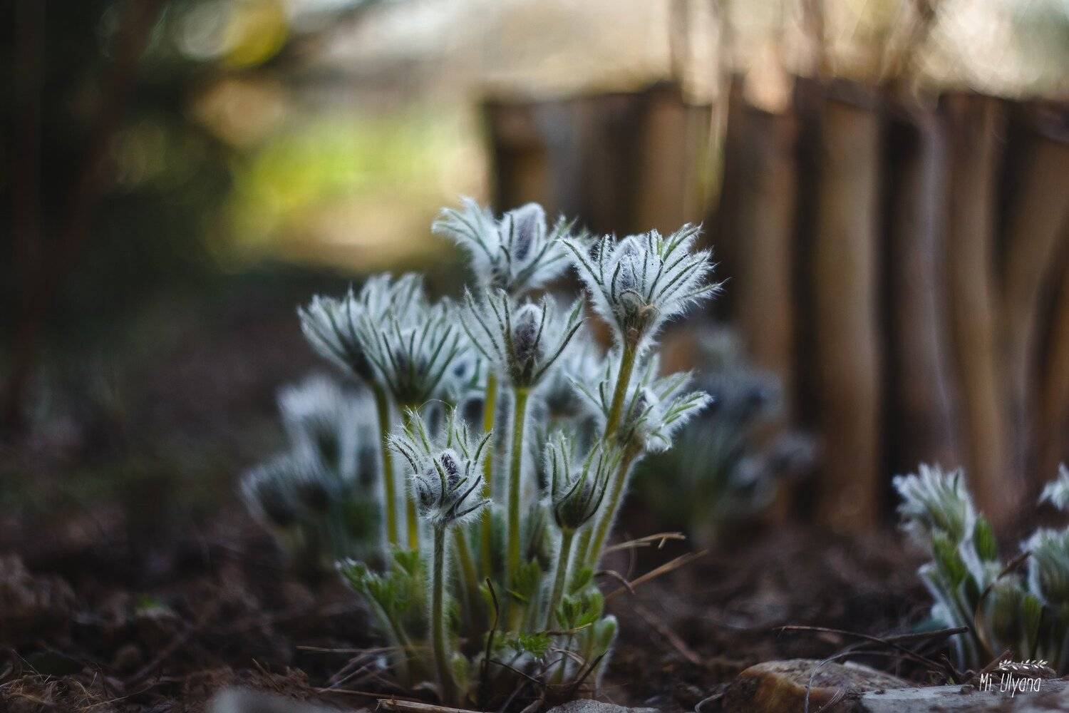 , Ульяна Буканова (Мизинова)