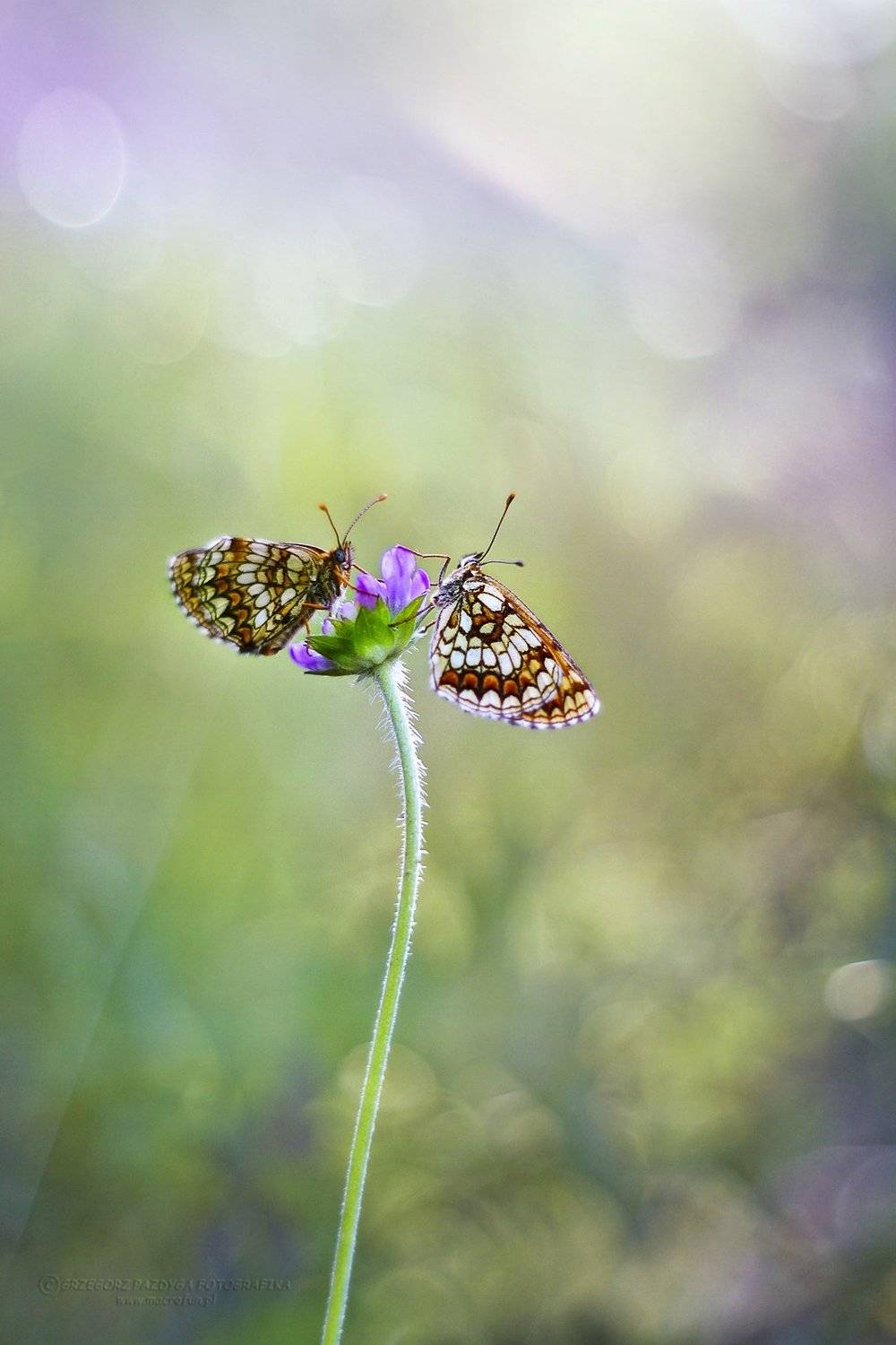 , Grzegorz macrofun Pazdyga