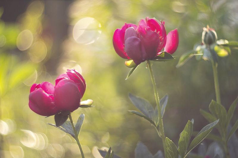 Лето.... фото превью