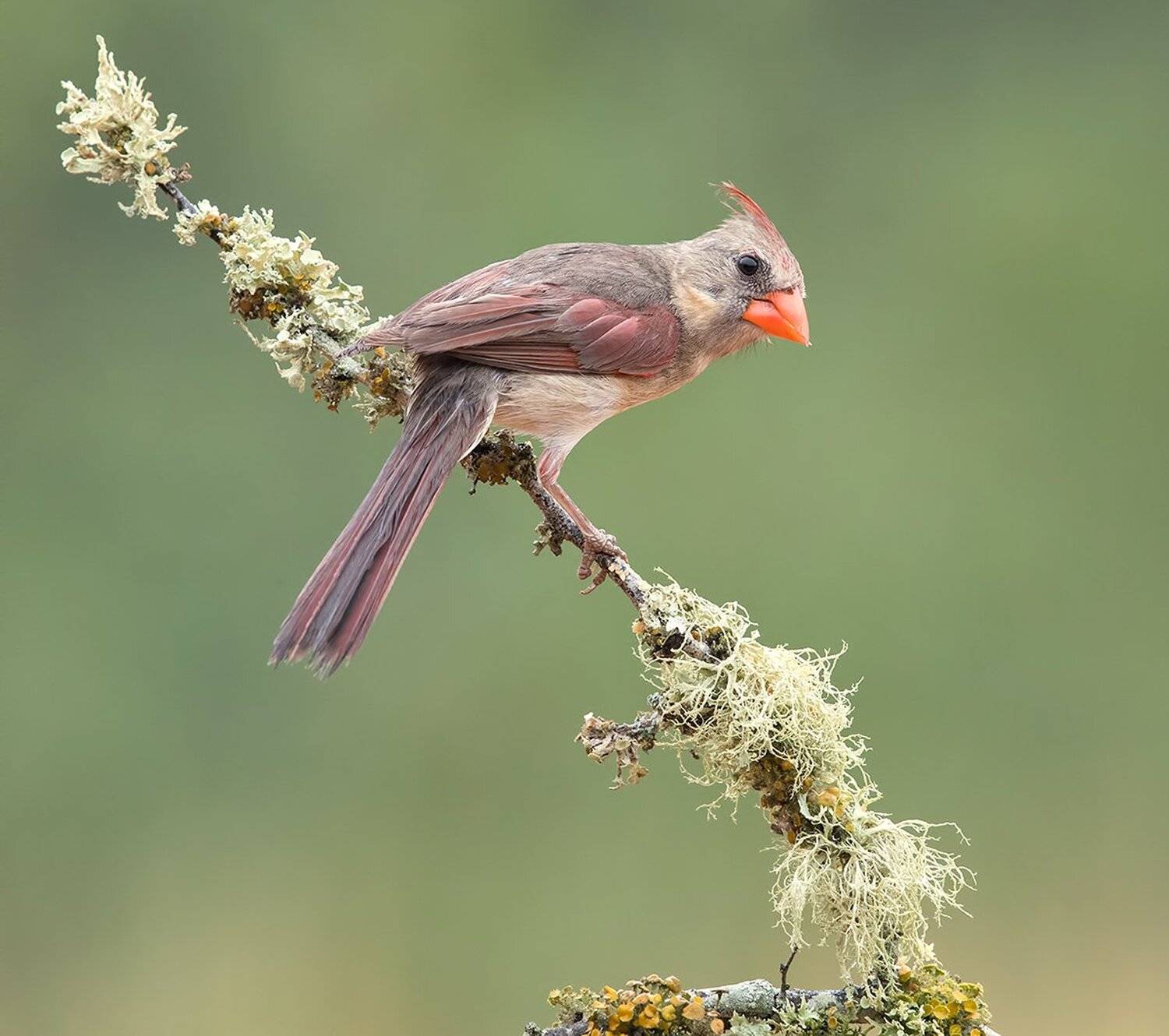 красный кардинал, northern cardinal,  texas, tx, кардинал, Elizabeth Etkind