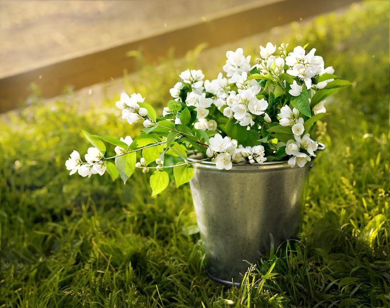 жасмин, букет, красиво, красивый букет, природа, лето, деревня, натюрморт Жасмин фото превью