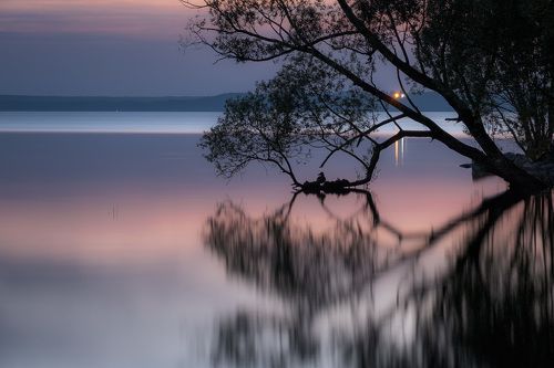 Мама-утка начеку