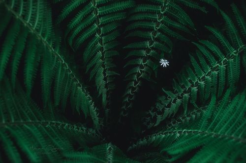 Сибирские джунгли...