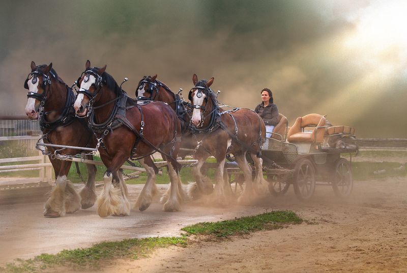 лошадь упряжка клейдсейдаль Клейдсейдаль репост фото превью