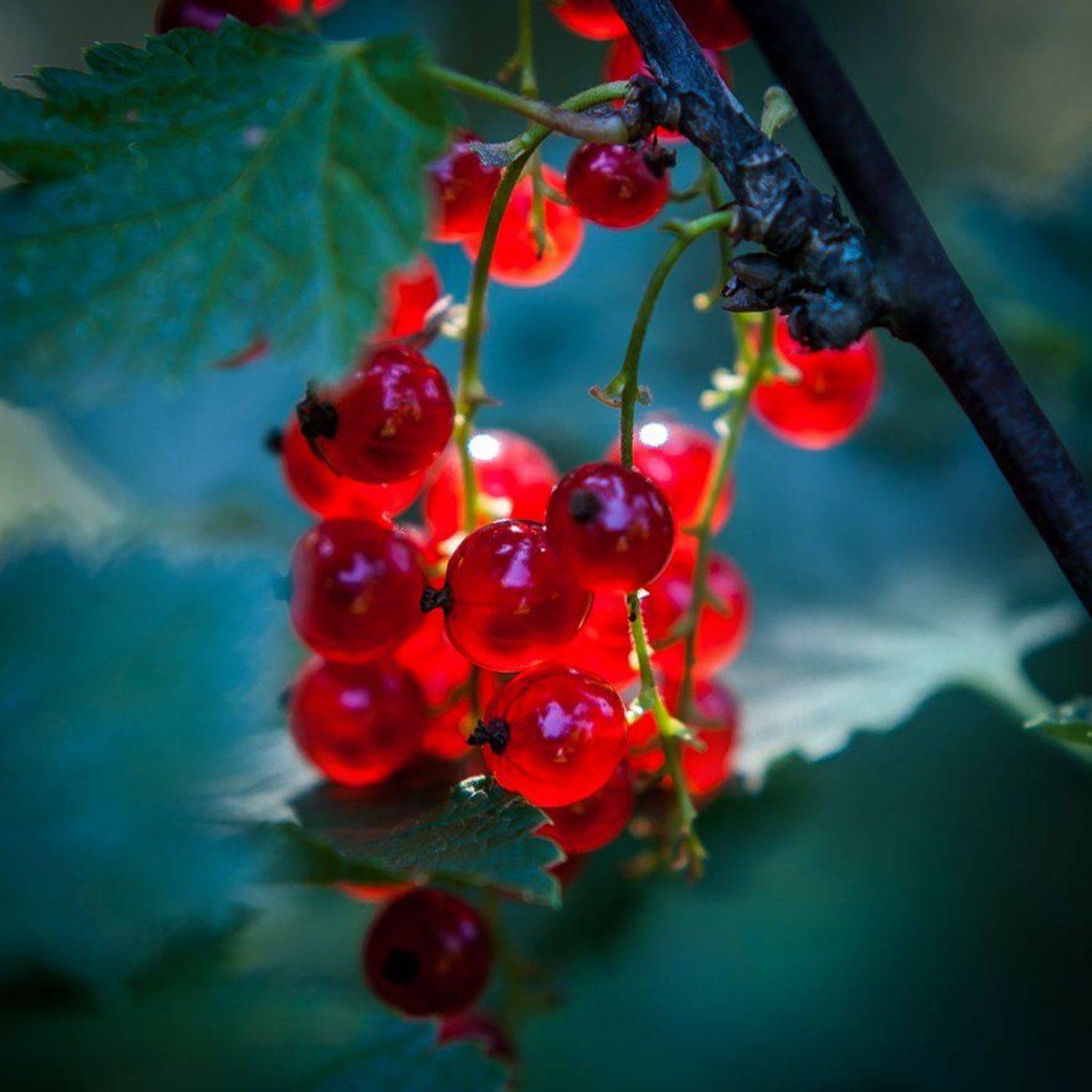 , Лана Тополева