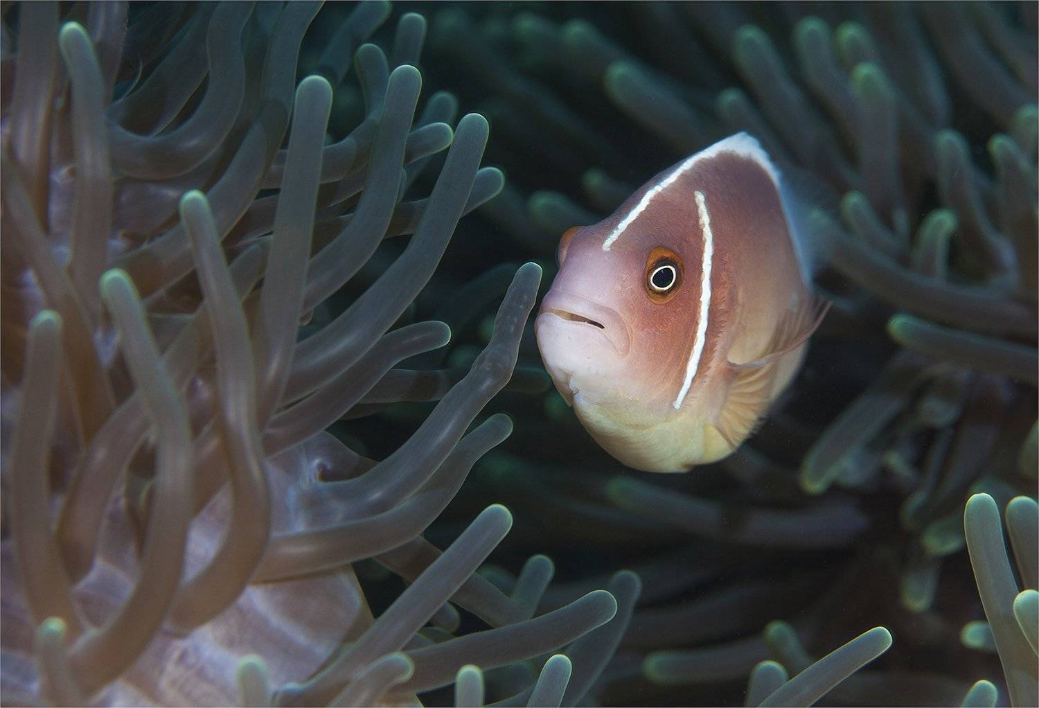 филиппины, амфиприон, макро, Сергей Гаспарян