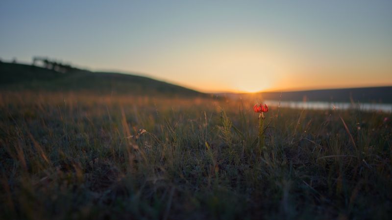 закат,вечер,степь,красная саранка, лилия кудреватая, вечерний июнь... фото превью