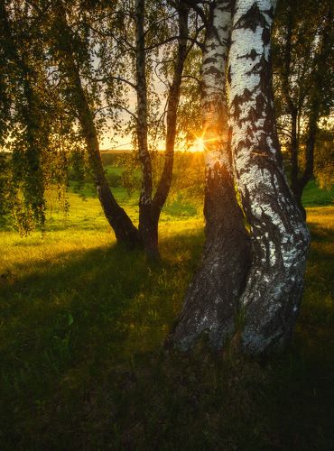 Рассвет в березовой роще