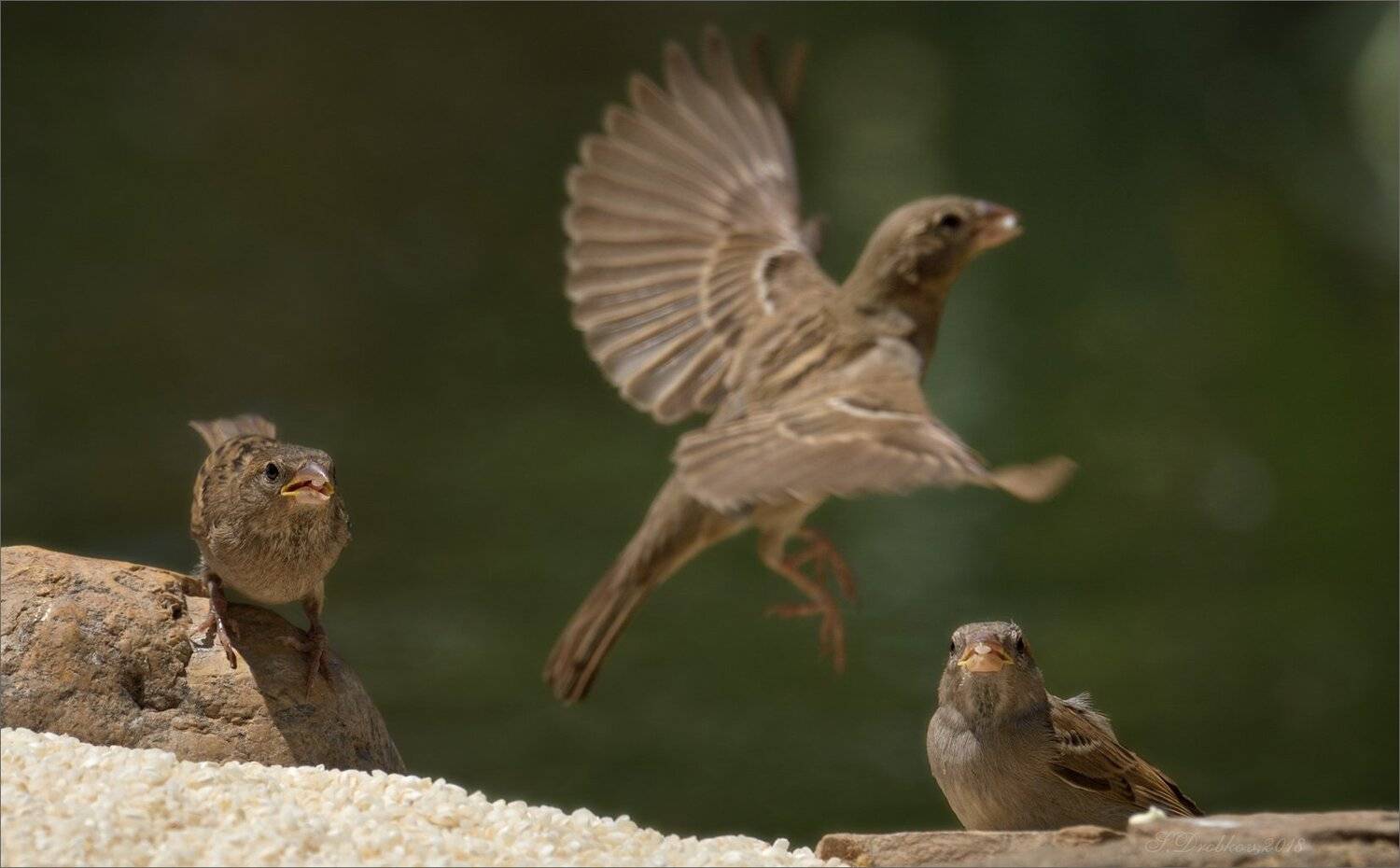 птицы, фауна, весна, воробей, рис, Sergey Drobkov