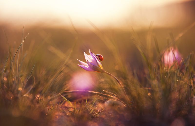 жук, коровка, цветок, весна, лучи, тепло **** фото превью