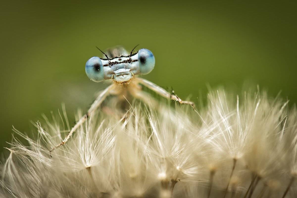 , Nicolae Fanurie Chirobocea