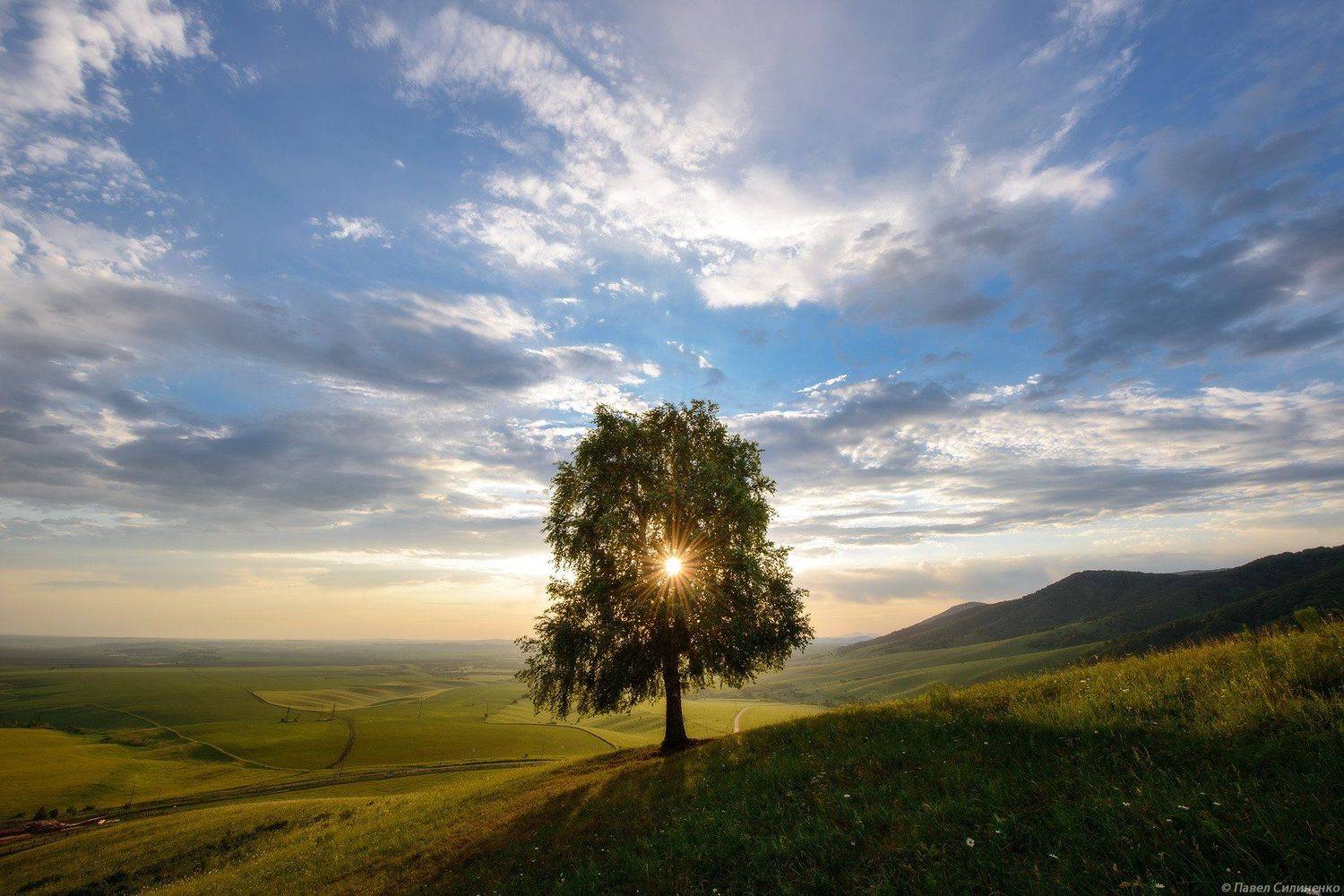 алтай, белокуриха, утро, солнце, долина, одинокое дерево, свет, небо, облака, Павел Силиненко