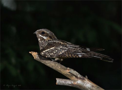 Токующий козодой Caprimulgus europaeus