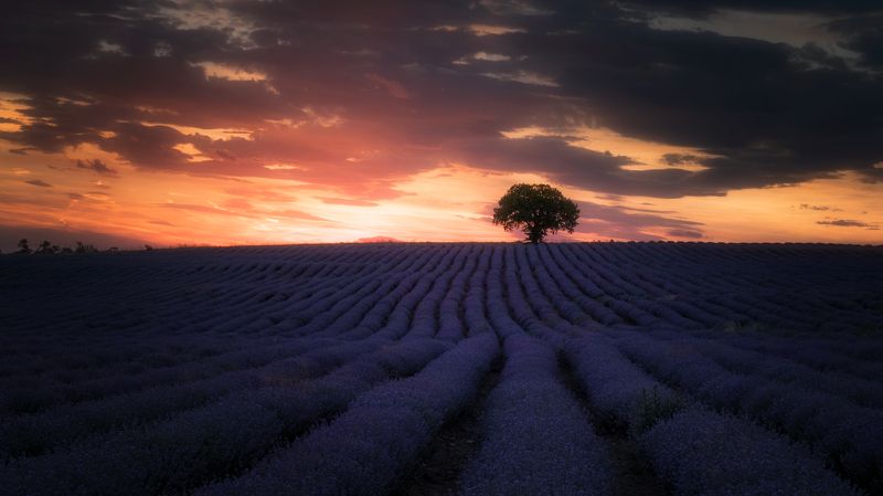 Лавандулови полета фото превью