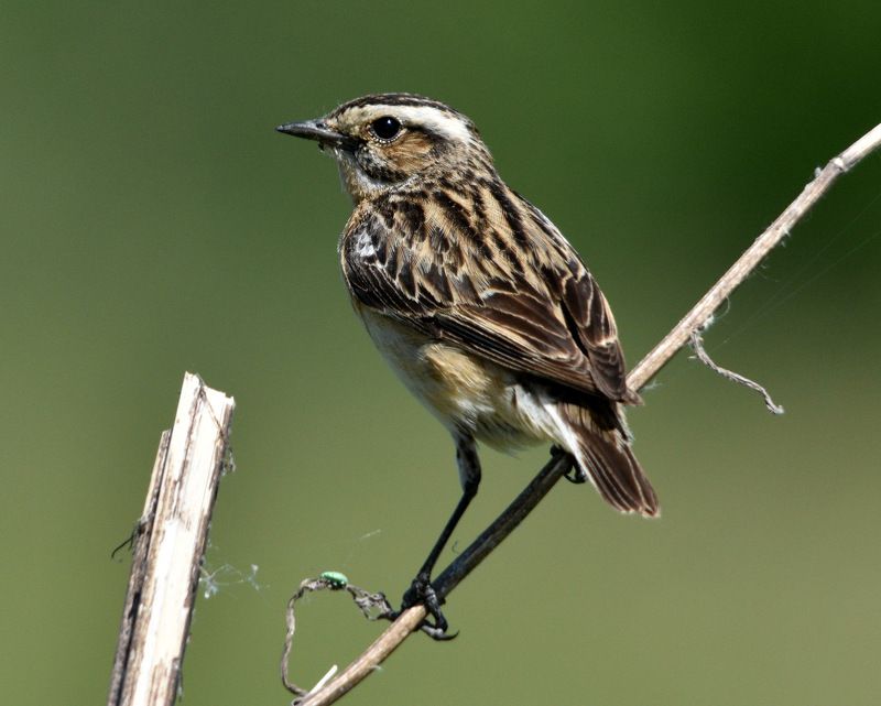листопад Лето 2018 фото превью