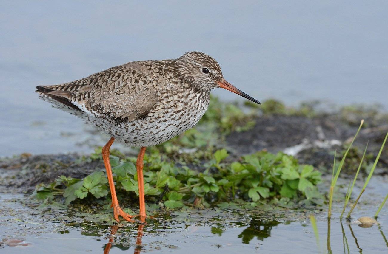 кулик,травник,болото, Иван