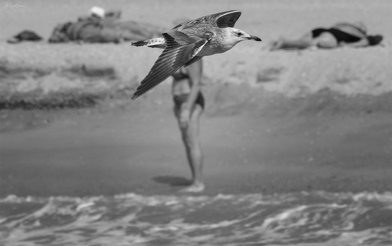 море,берег,пляж,баклан *** фото превью