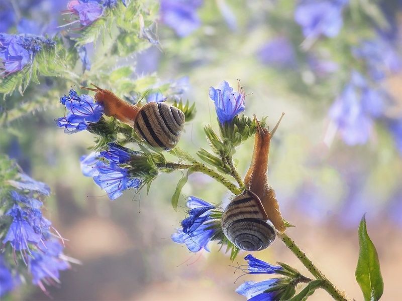 макро, улитки, лето, природа, цветы, улитки Ну чем мы не бабочки? фото превью