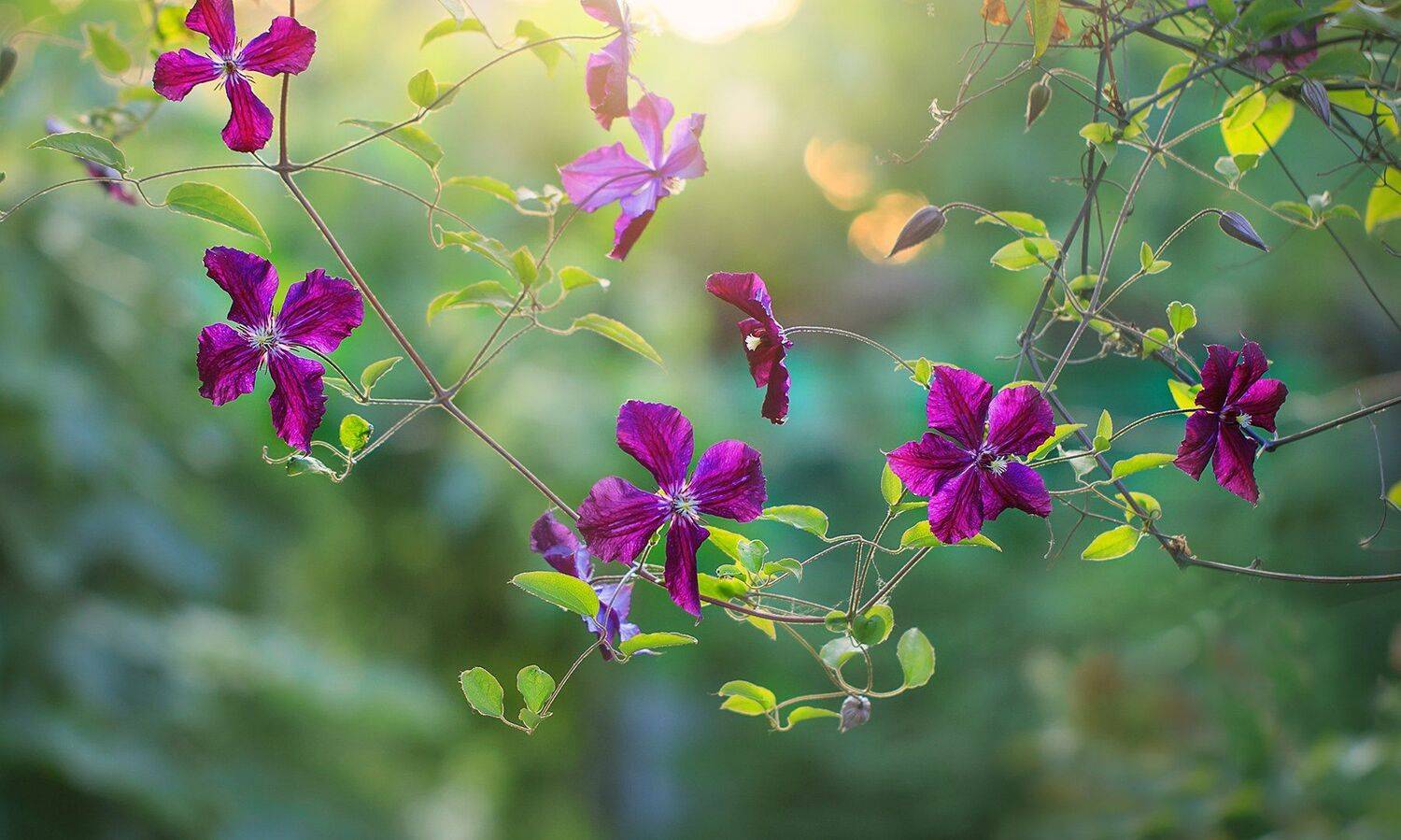 , Инна Сухова