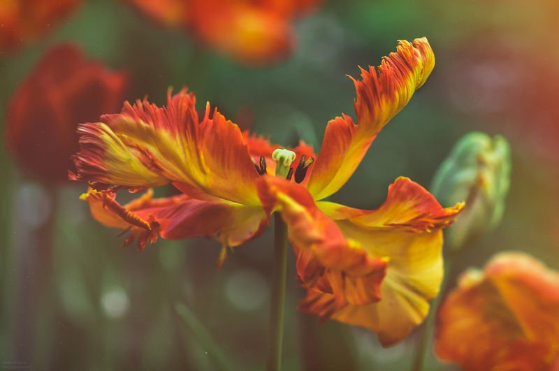 макро, природа, цветы, тюльпаны, macro, nature, flowers, tulips, *** фото превью