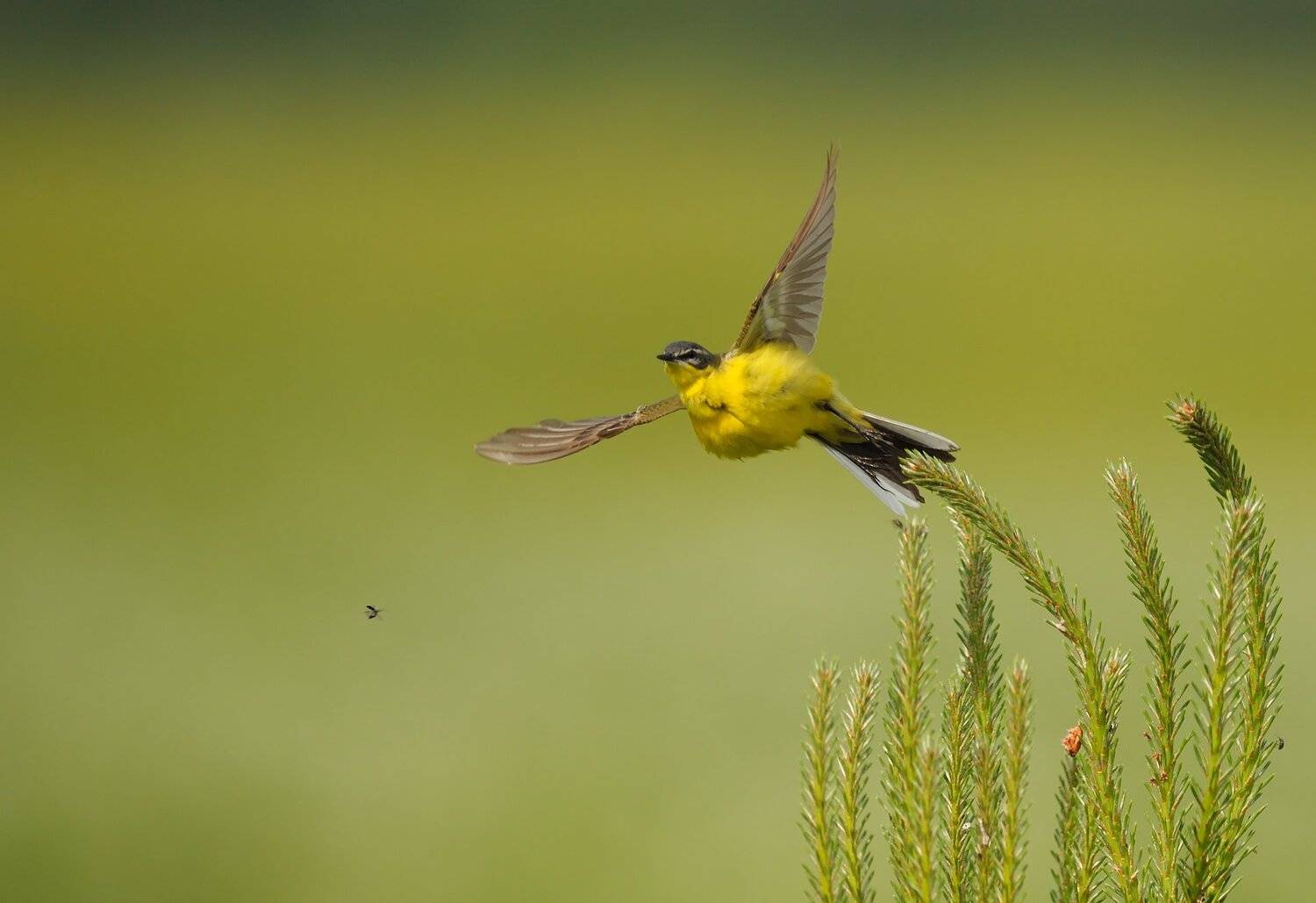 , Михаил Калинин