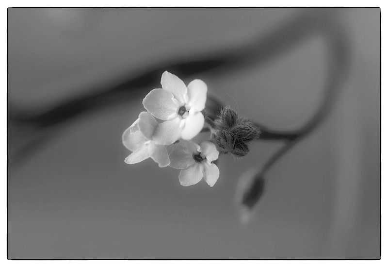 Черно-белое настроение фото превью