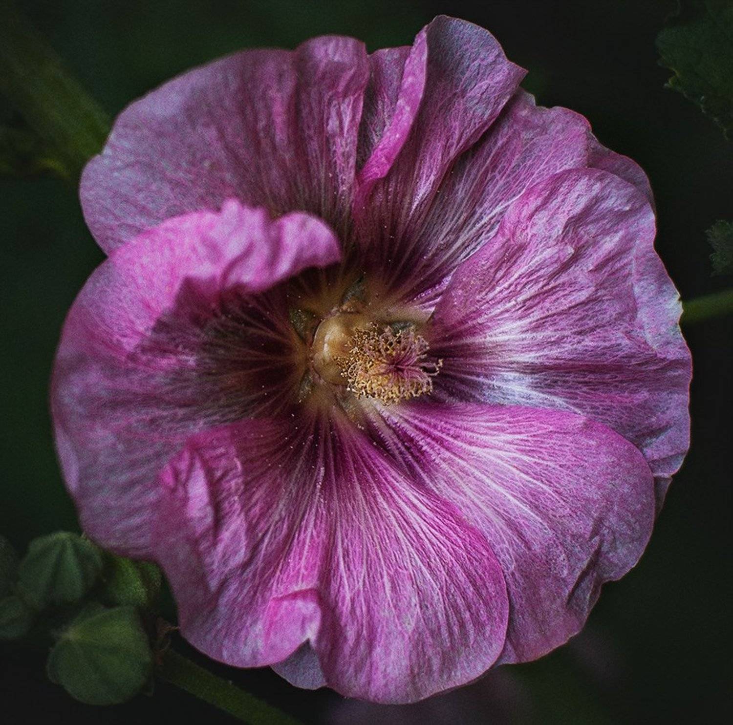 , Лана Тополева