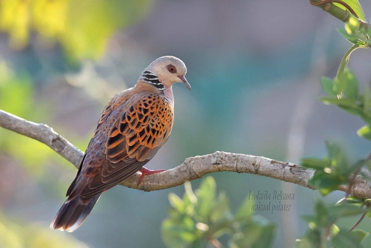 горлица, утро, июнь, Людмила Бекман