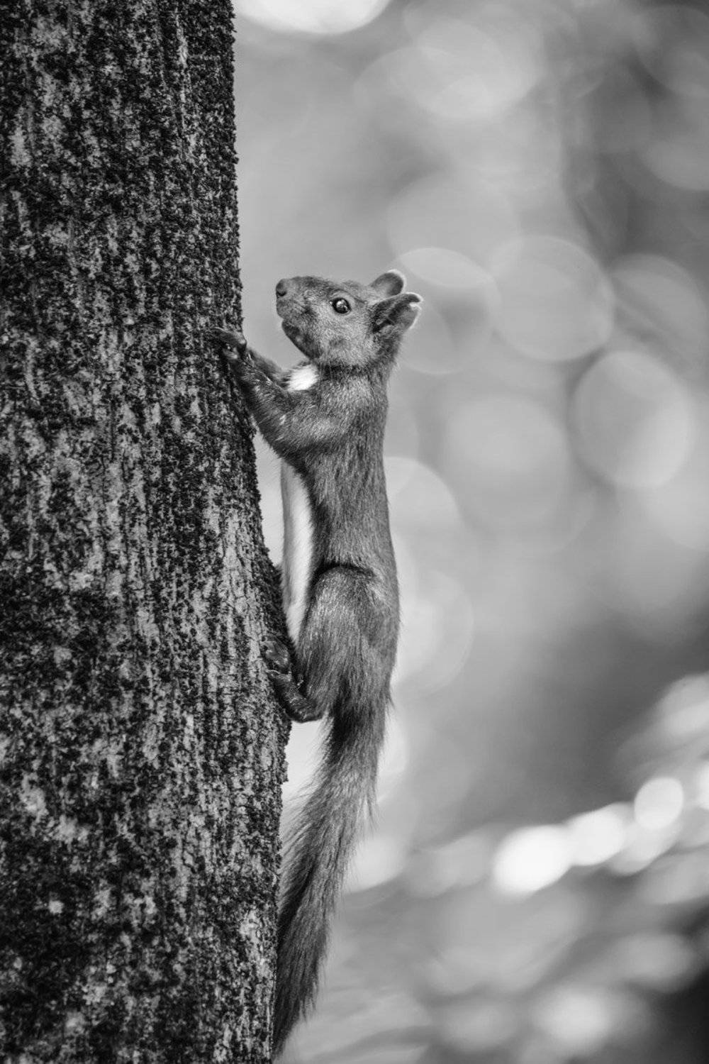 , Эльдар Гуртуев