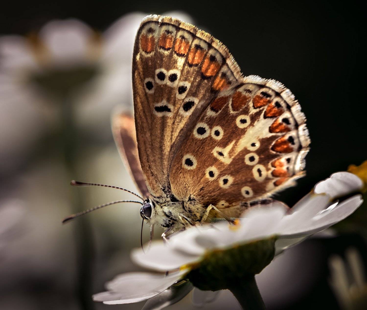 природа, макро, насекомое, бабочка, Неля Рачкова