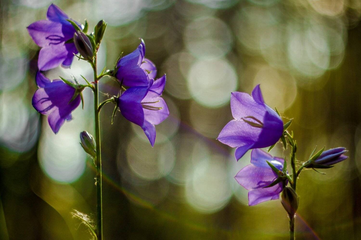 , Руслан Востриков