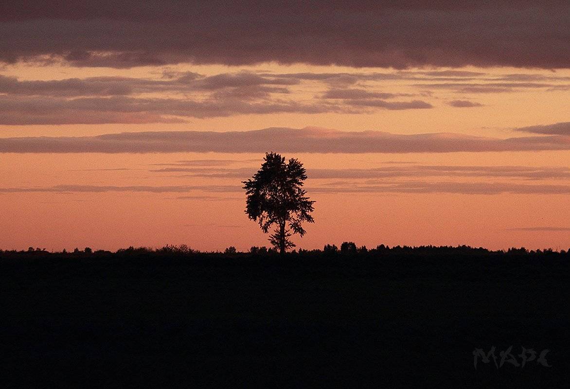 пейзаж вечер закат дерево, Шангареев Марс