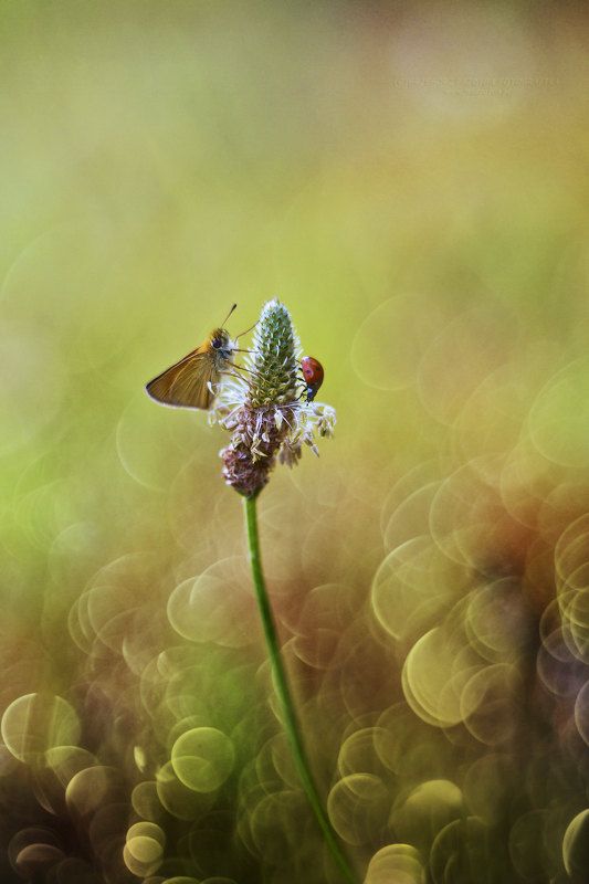 In a duet фото превью