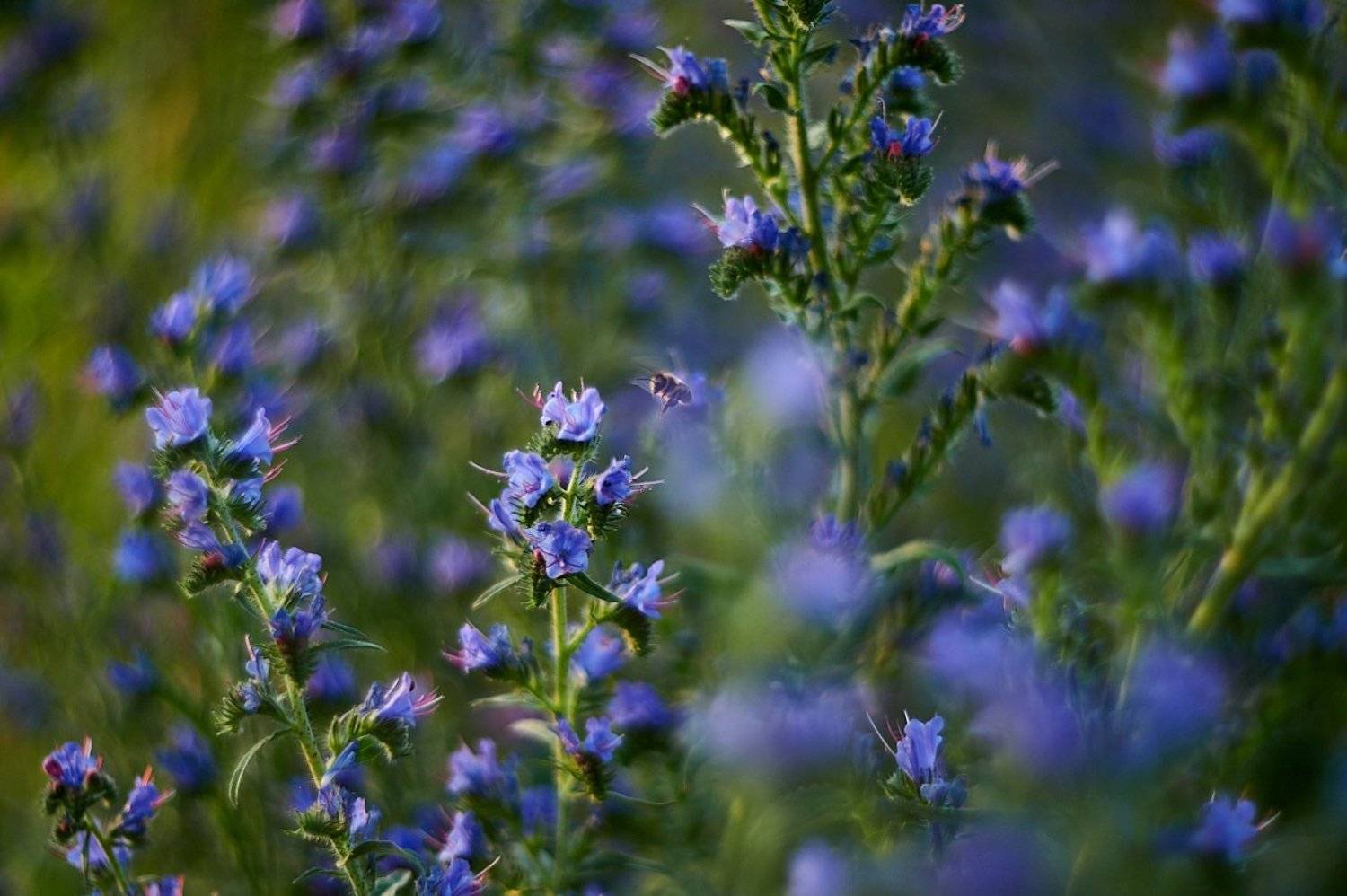 , Веселов Александр